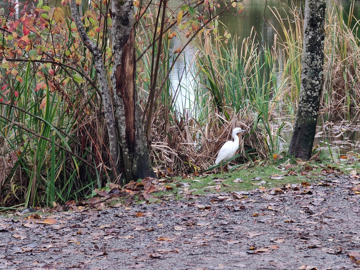 Little Blue Heron - ML644101378