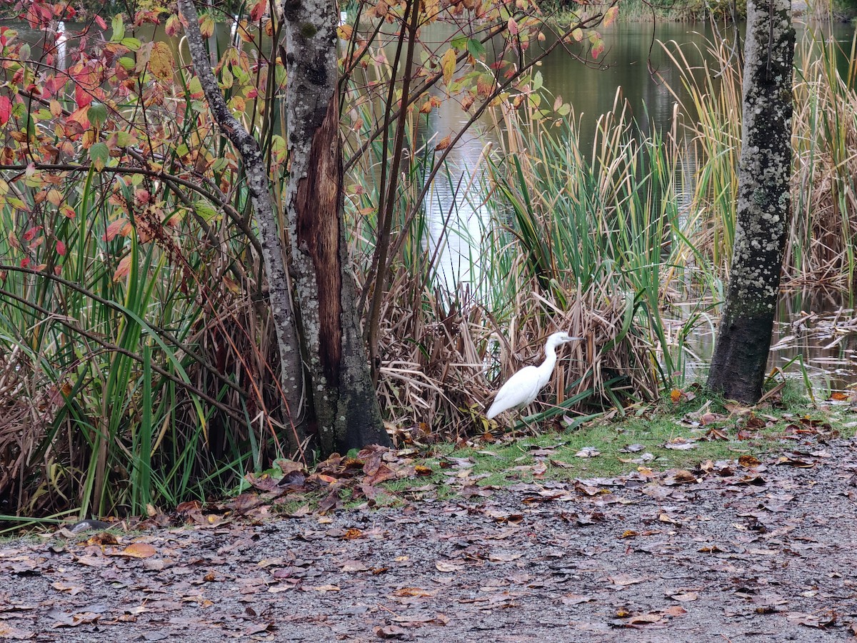 Little Blue Heron - ML644101379