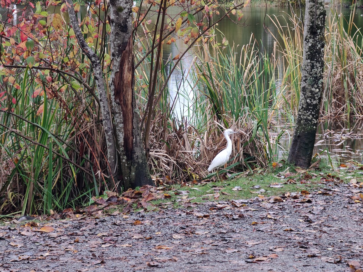 Little Blue Heron - ML644101380