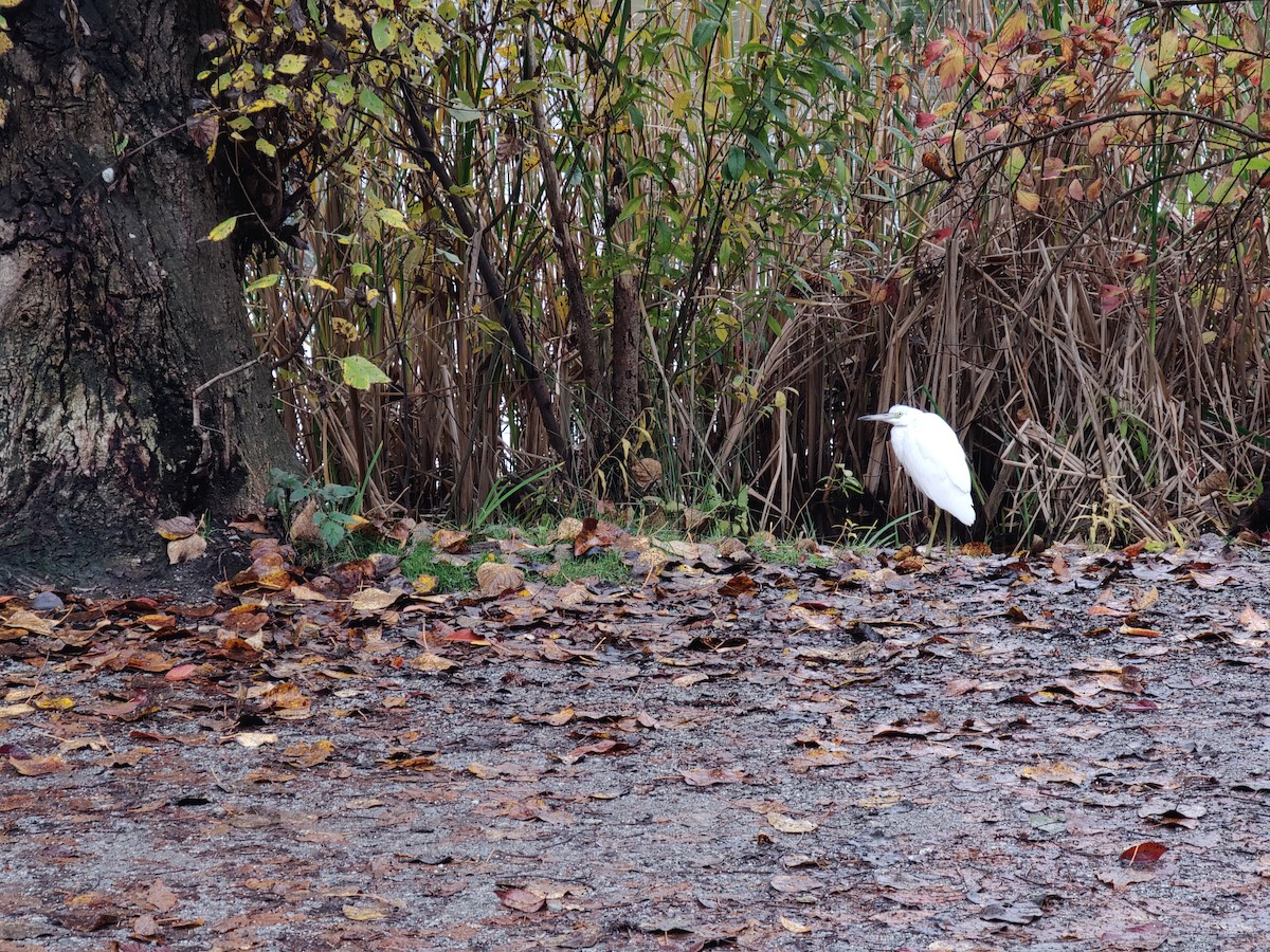 Little Blue Heron - ML644101381