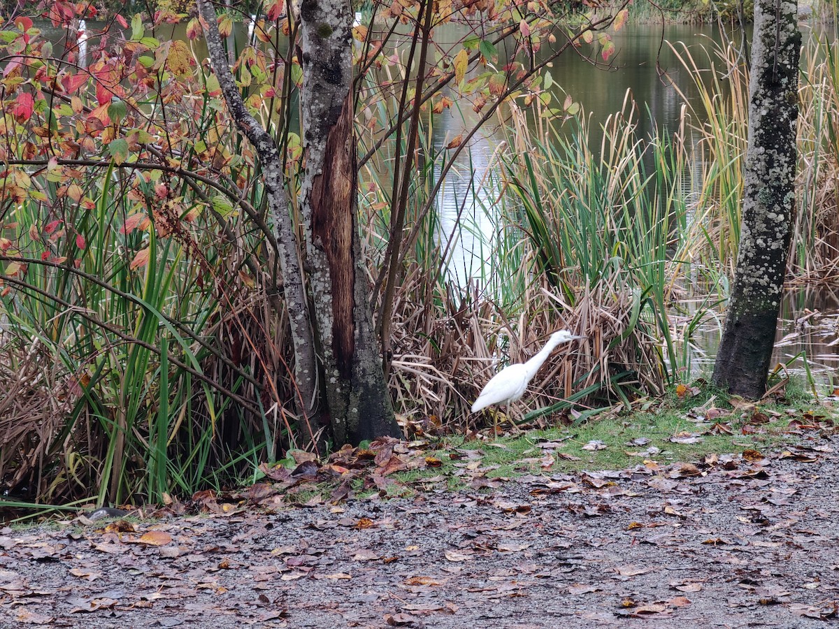 Little Blue Heron - ML644101382