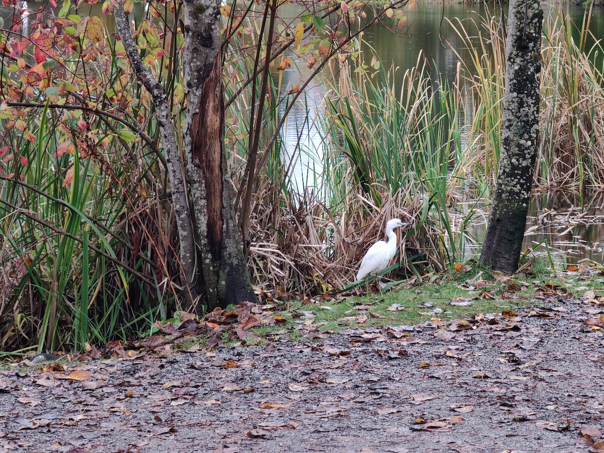 Little Blue Heron - ML644101383