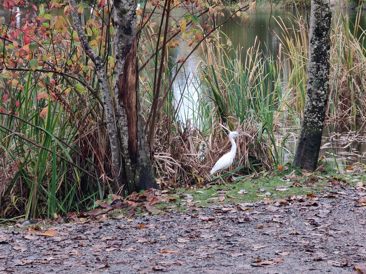 Little Blue Heron - ML644101384
