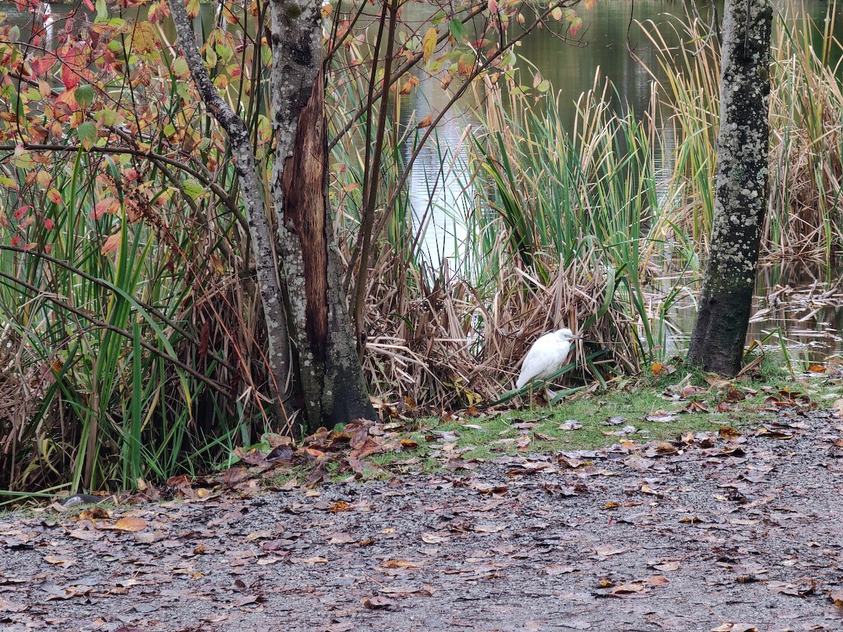 Little Blue Heron - ML644101385