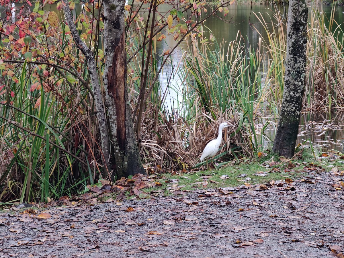Little Blue Heron - ML644101386