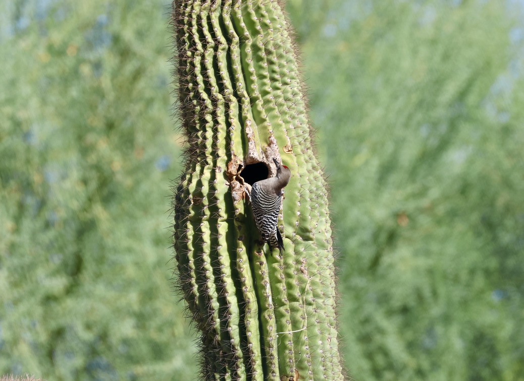 Gila Woodpecker - ML644101387