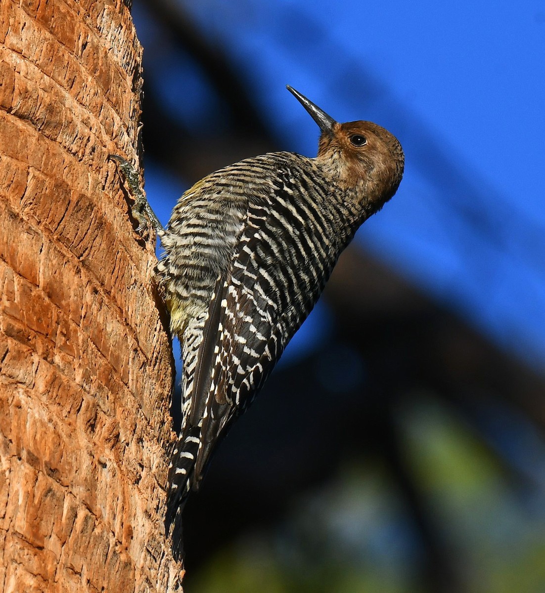 Williamson's Sapsucker - ML644101388