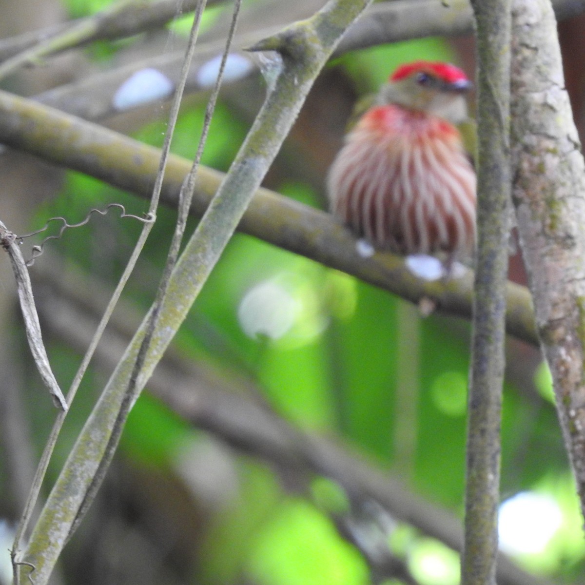 Striolated Manakin - ML644101389