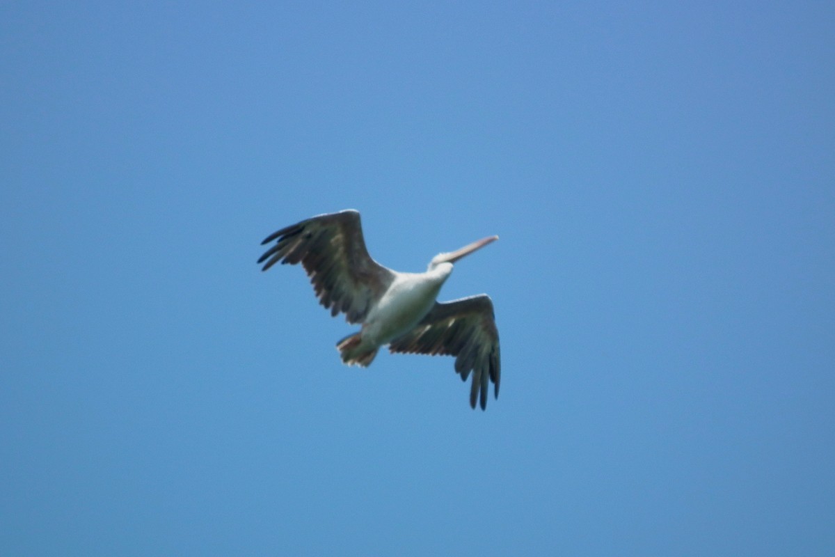 Pink-backed Pelican - ML644101400
