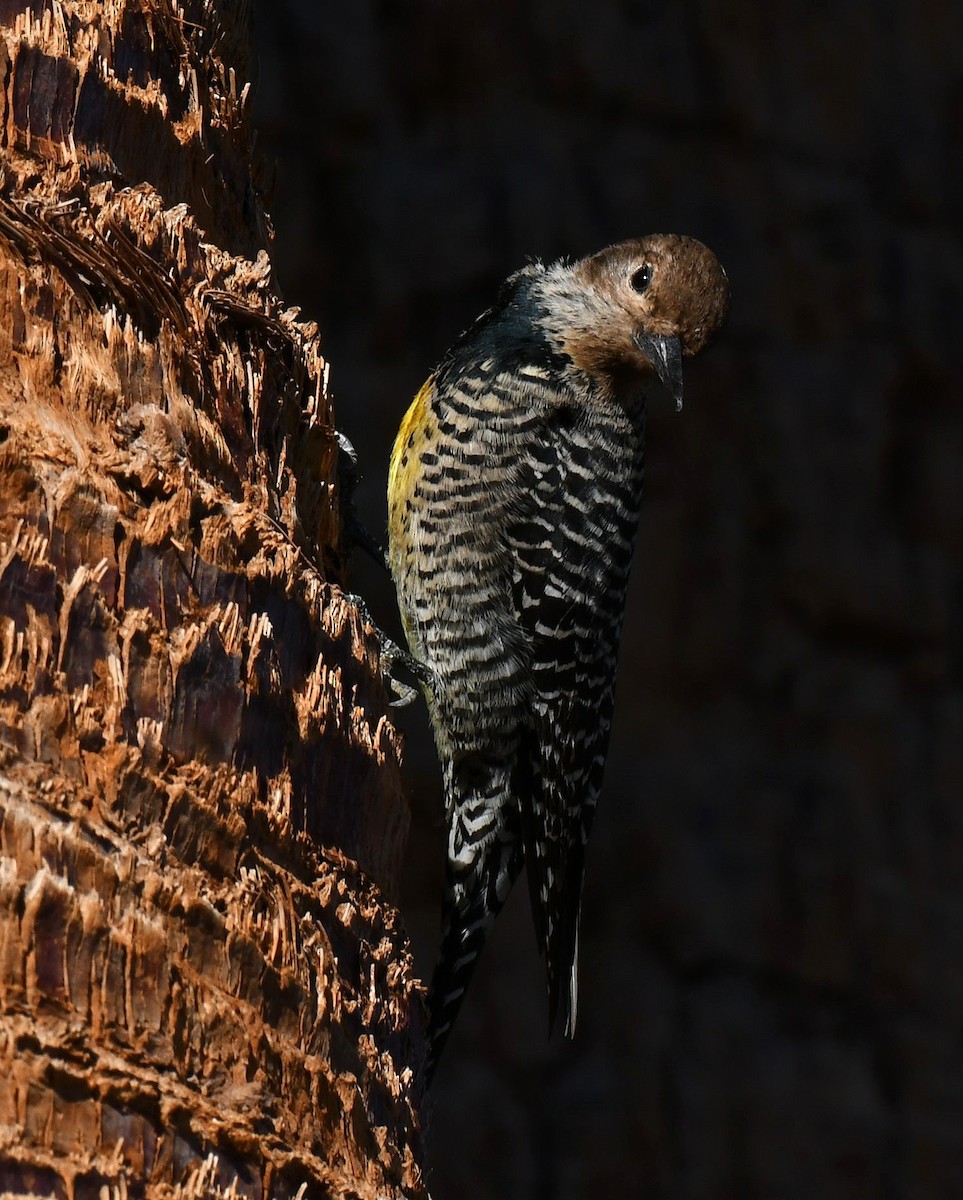 Williamson's Sapsucker - ML644101401