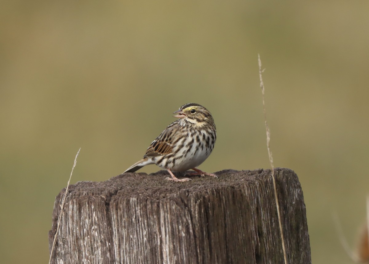 Savannah Sparrow - ML644101403
