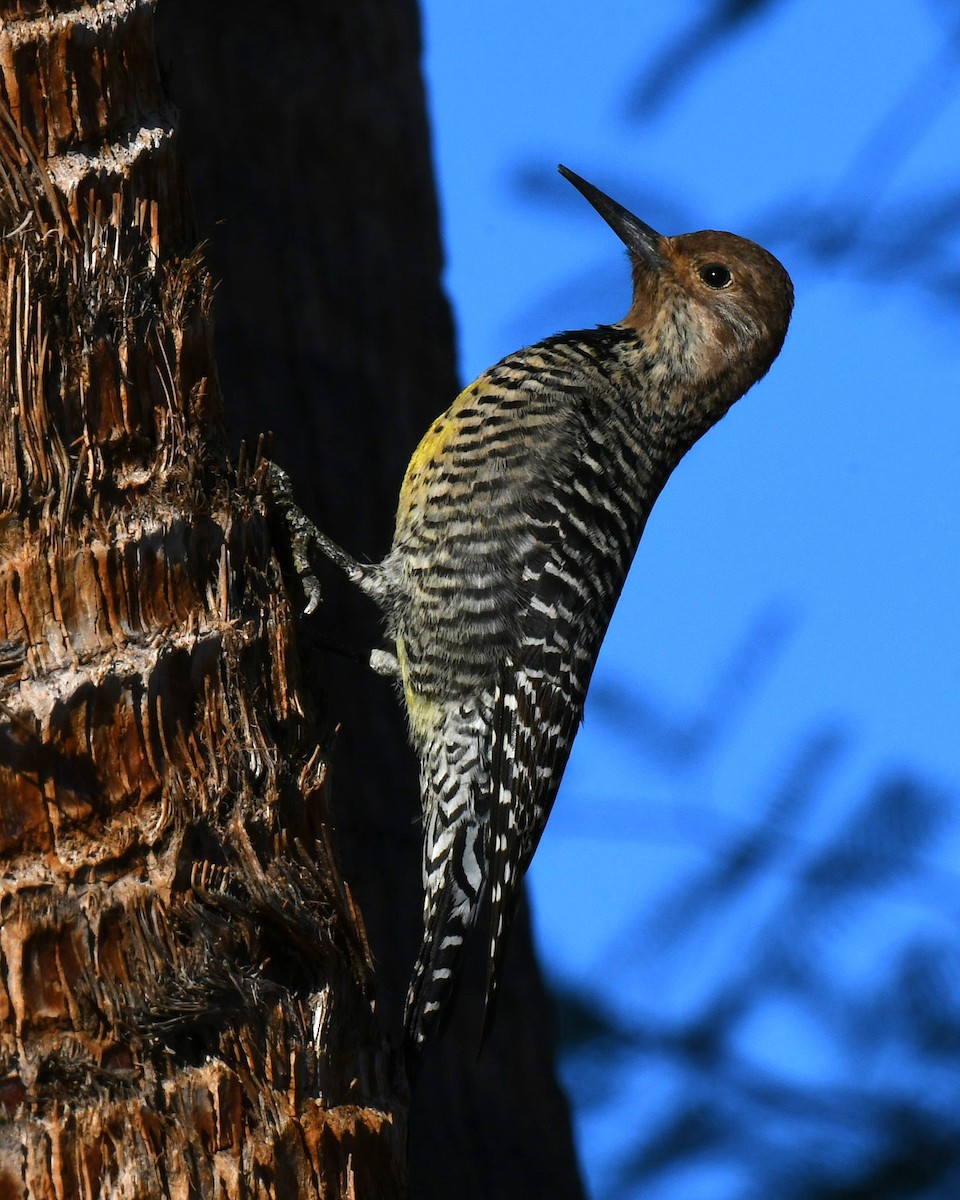 Williamson's Sapsucker - ML644101408