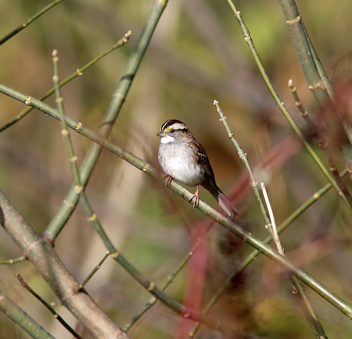 White-throated Sparrow - ML644101409
