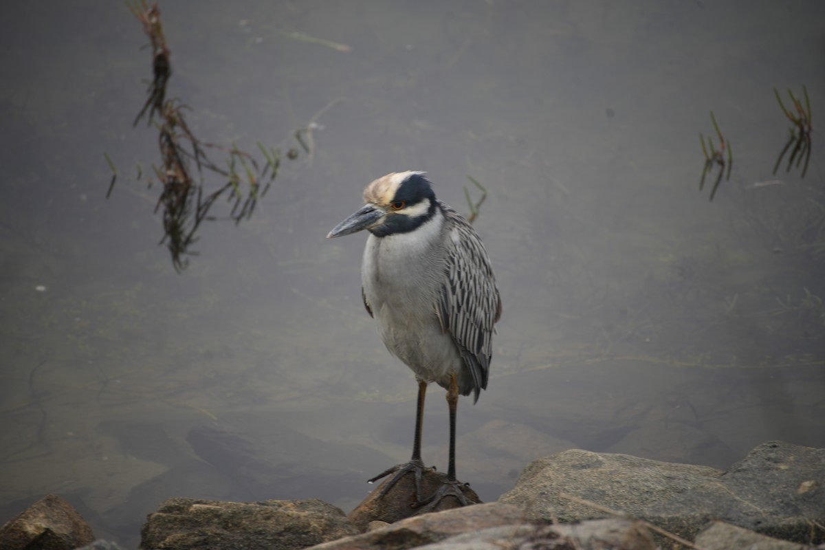 Yellow-crowned Night Heron - ML644101414