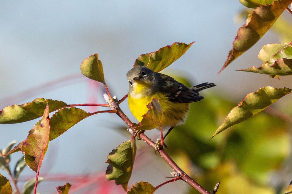 Magnolia Warbler - ML644101424