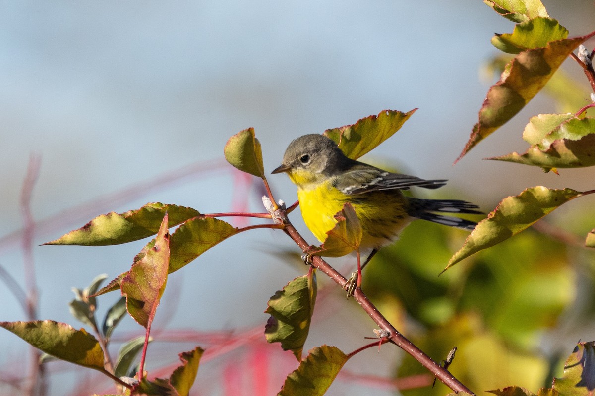 Magnolia Warbler - ML644101425