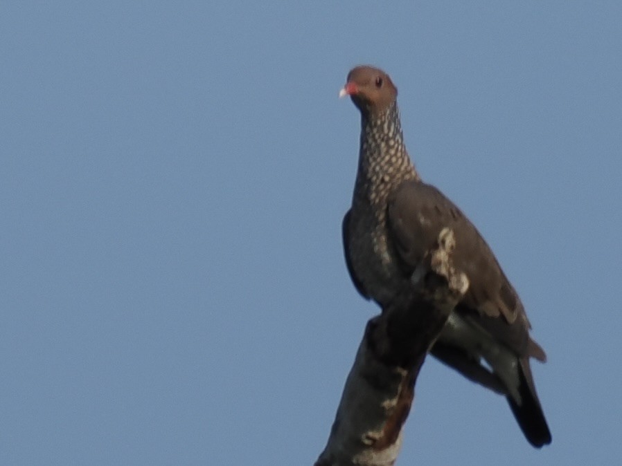 Scaled Pigeon - ML644101427