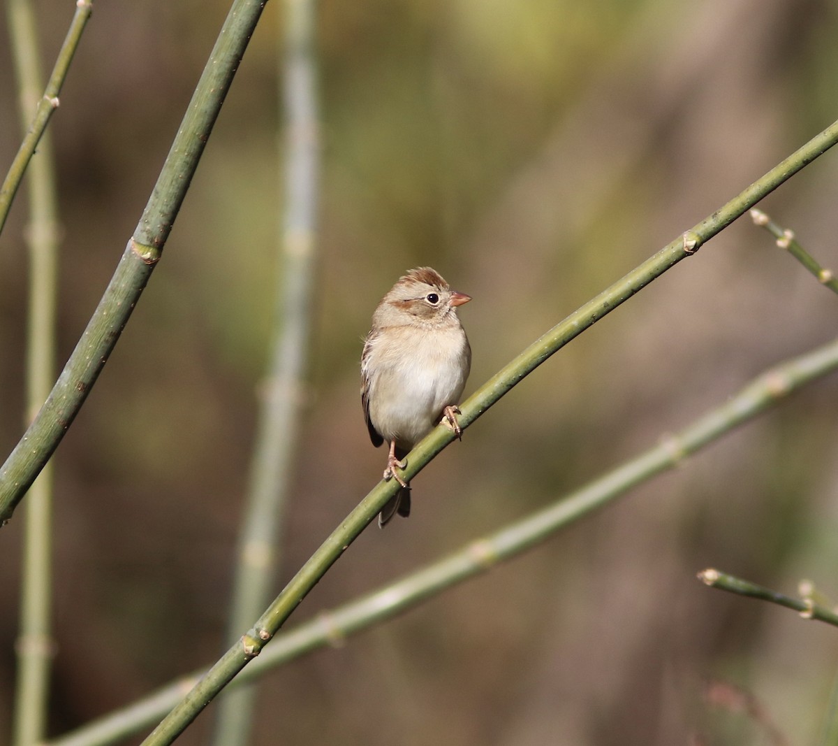 Field Sparrow - ML644101430