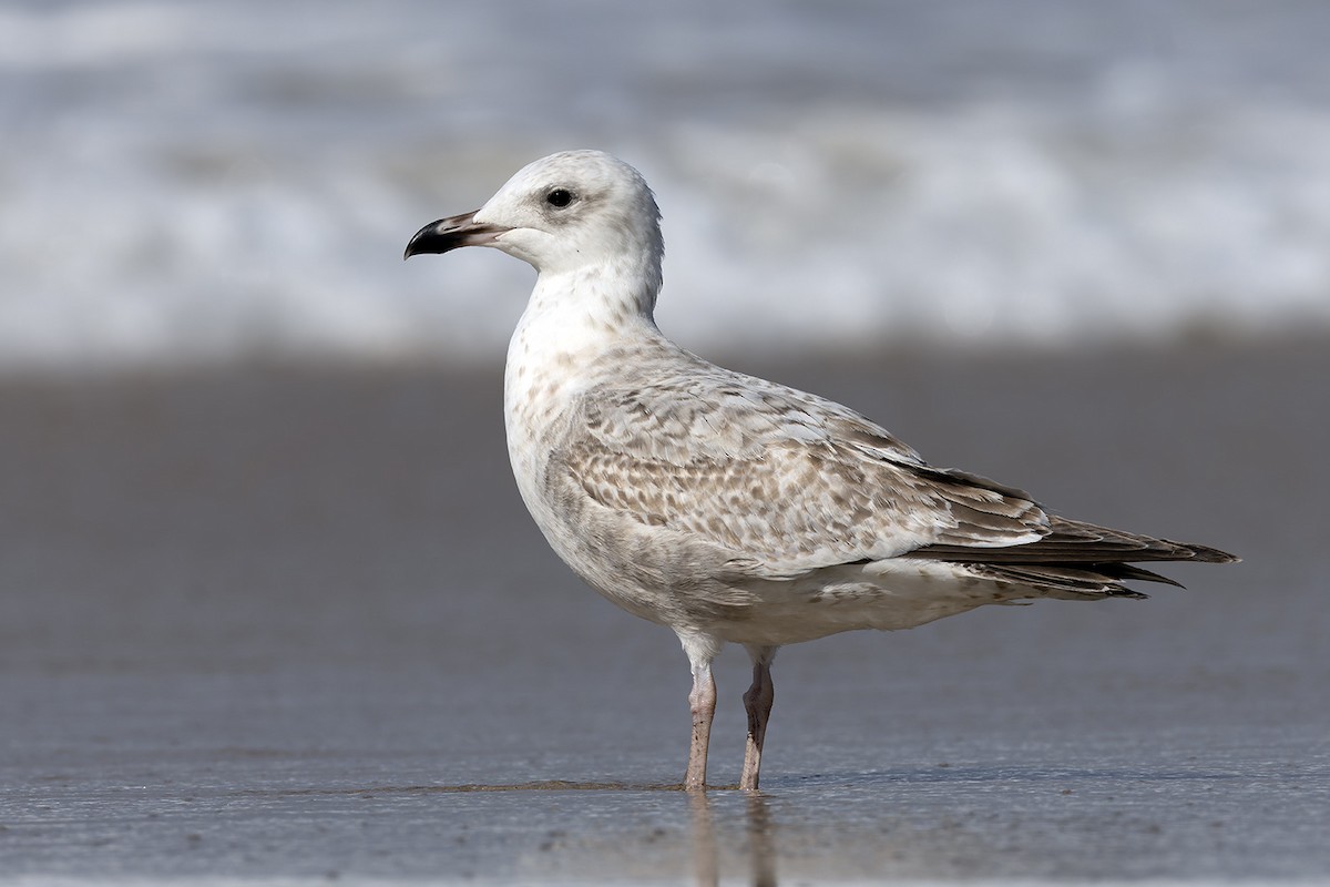 European Herring Gull - ML644101432