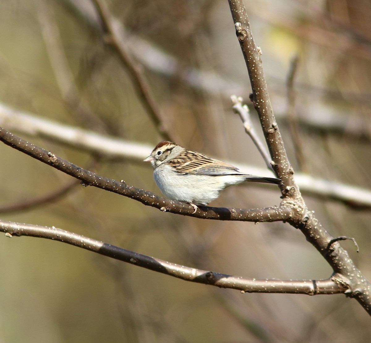 Chipping Sparrow - ML644101448