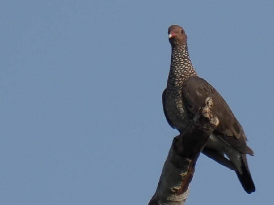 Scaled Pigeon - ML644101449