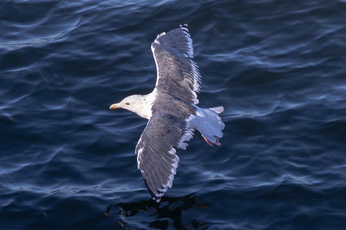 Slaty-backed Gull - ML644101476