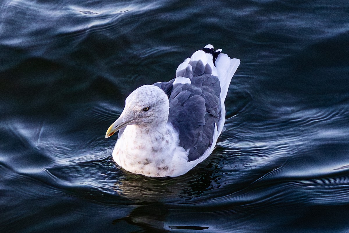 Slaty-backed Gull - ML644101485