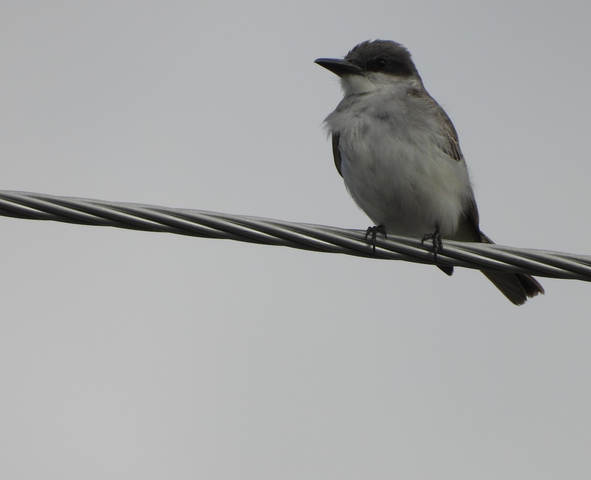 Gray Kingbird - ML644101489