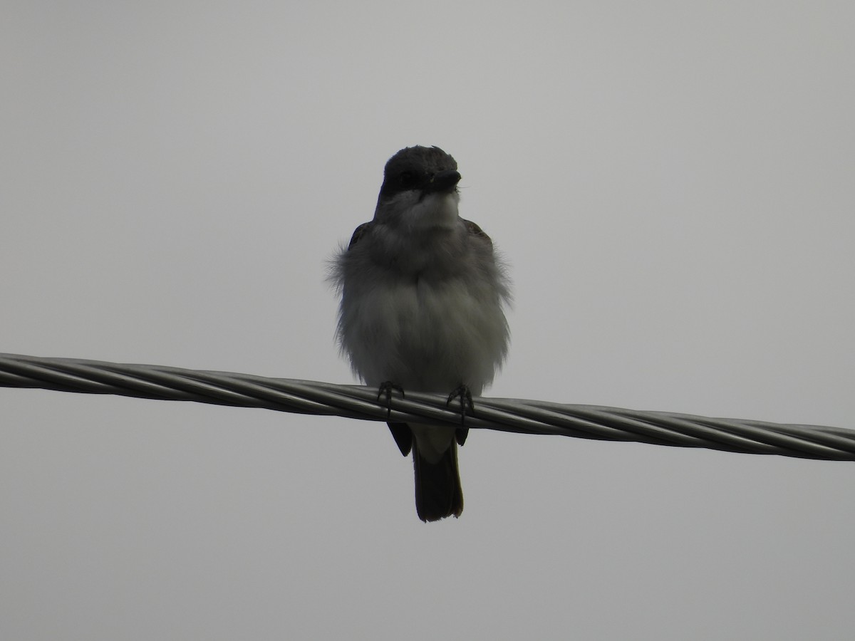 Gray Kingbird - ML644101491
