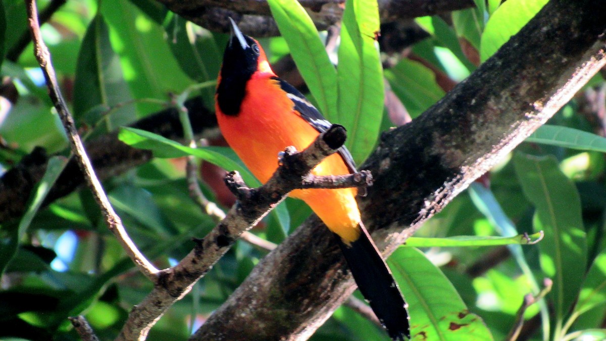 Oriole masqué - ML644101512