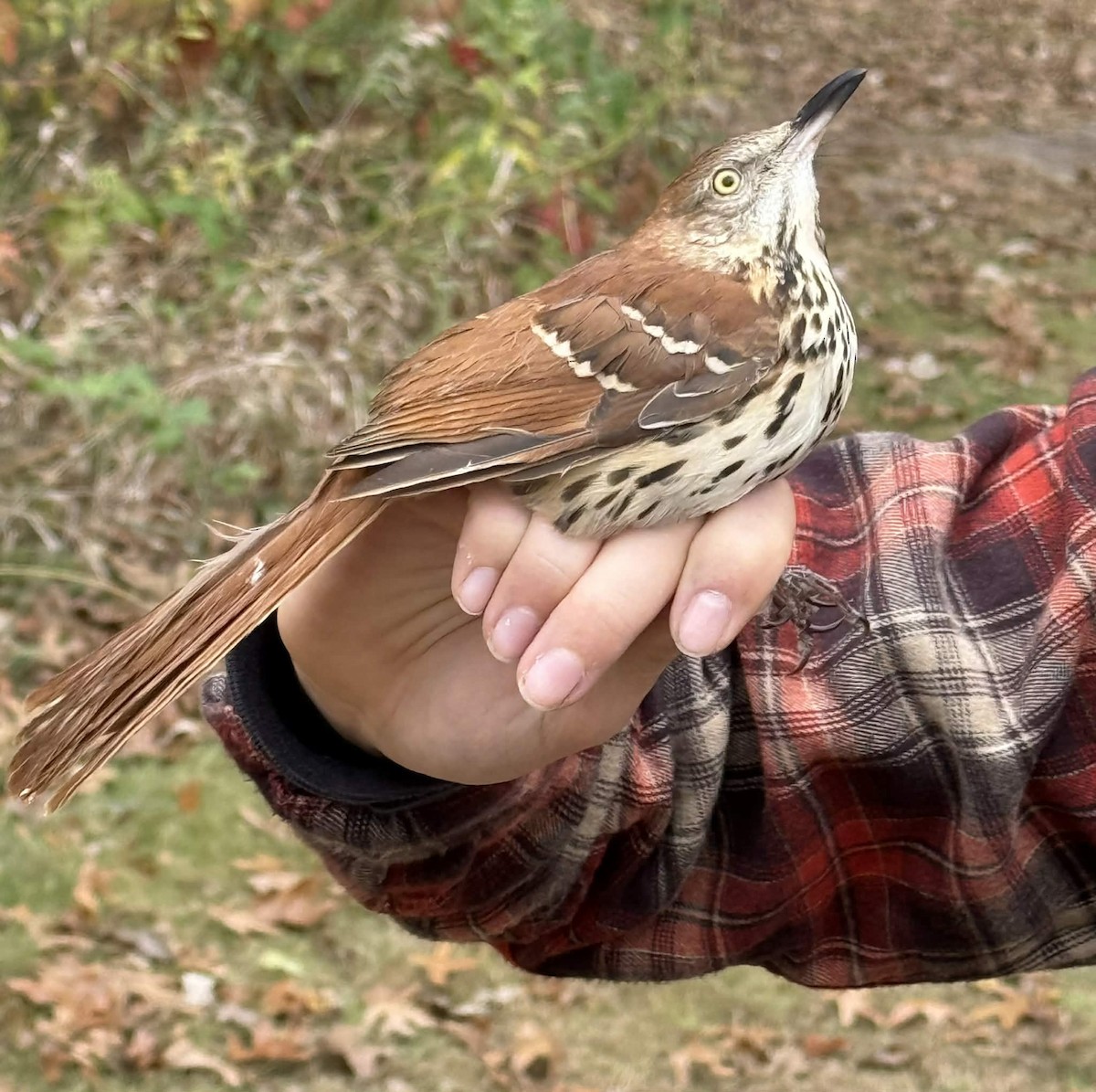 Brown Thrasher - ML644101528