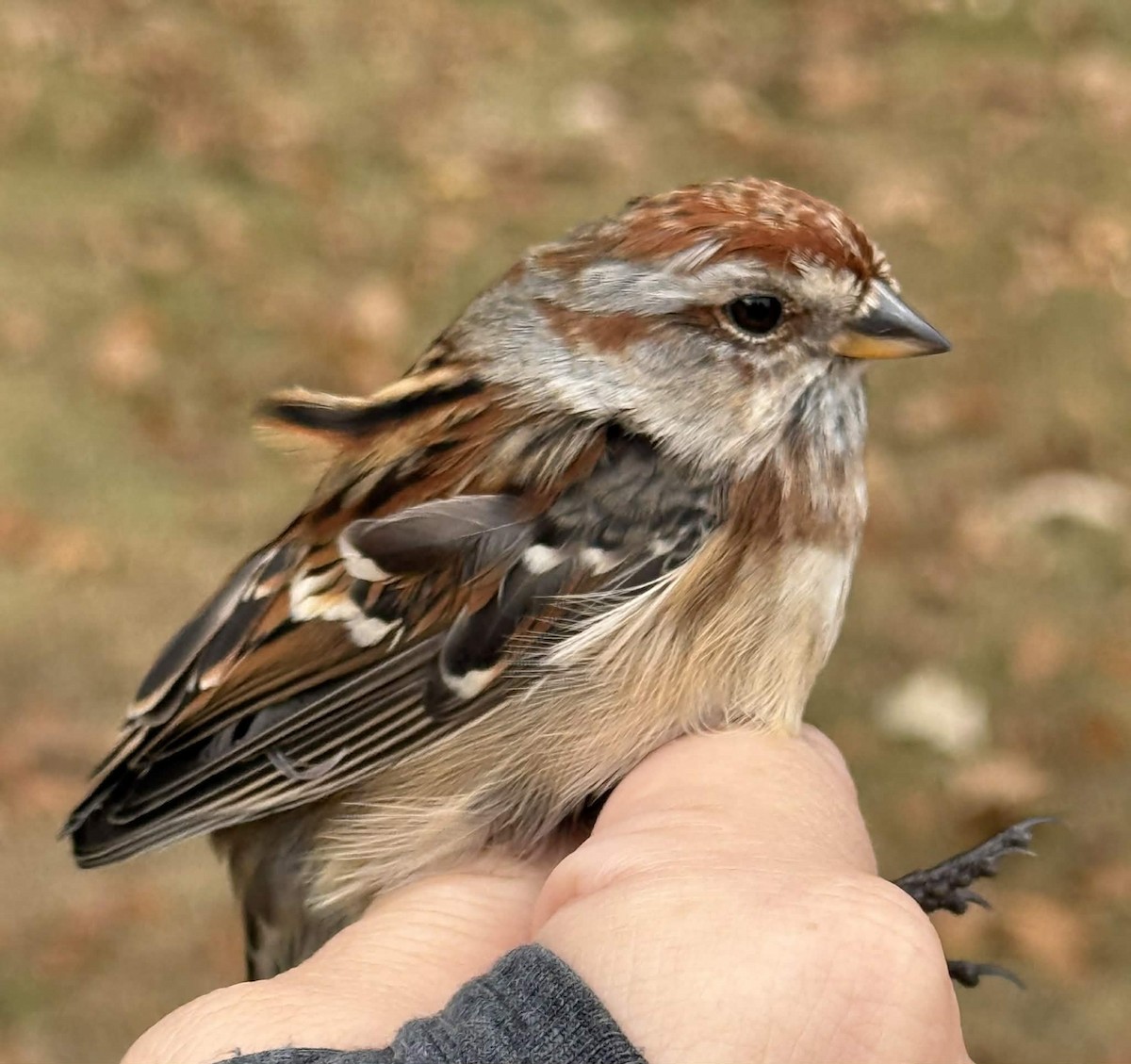 American Tree Sparrow - ML644101535
