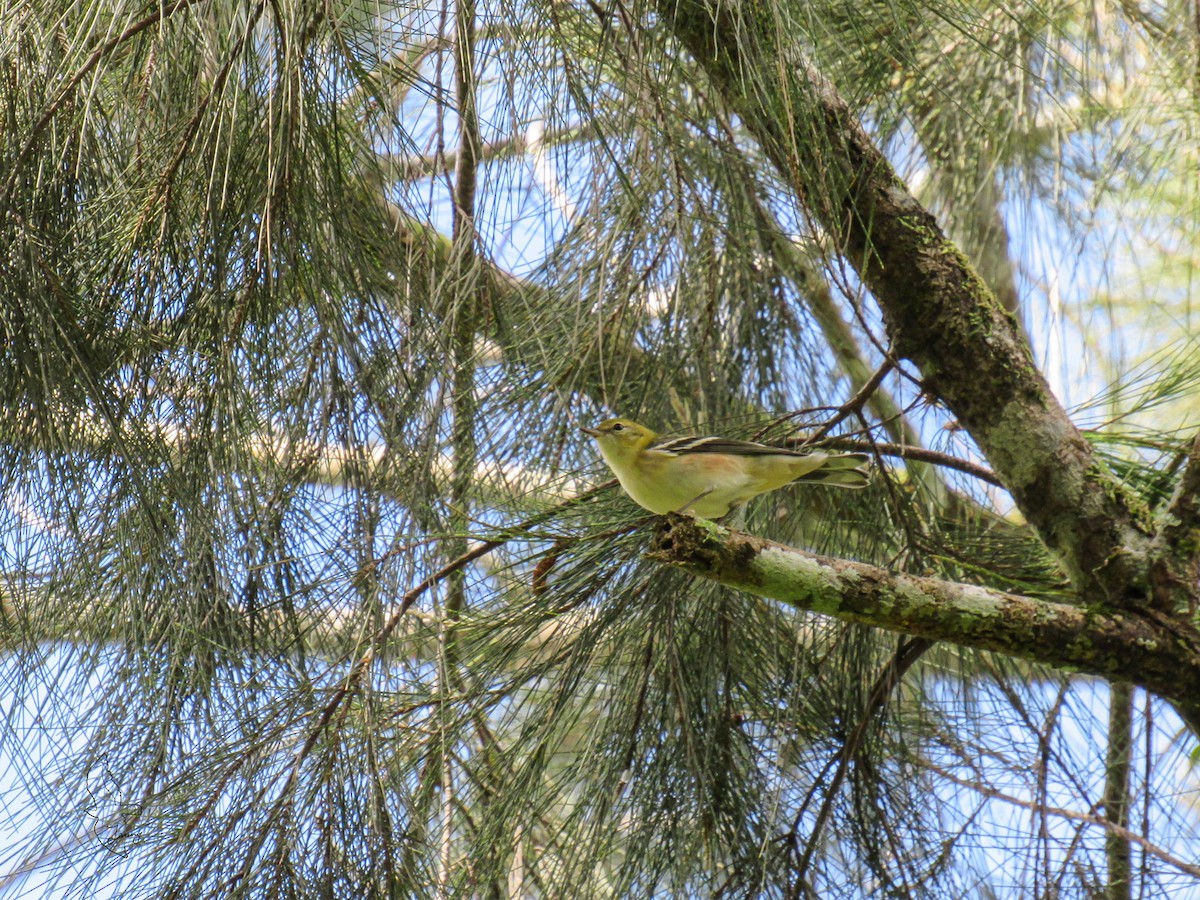 Bay-breasted Warbler - ML644101536