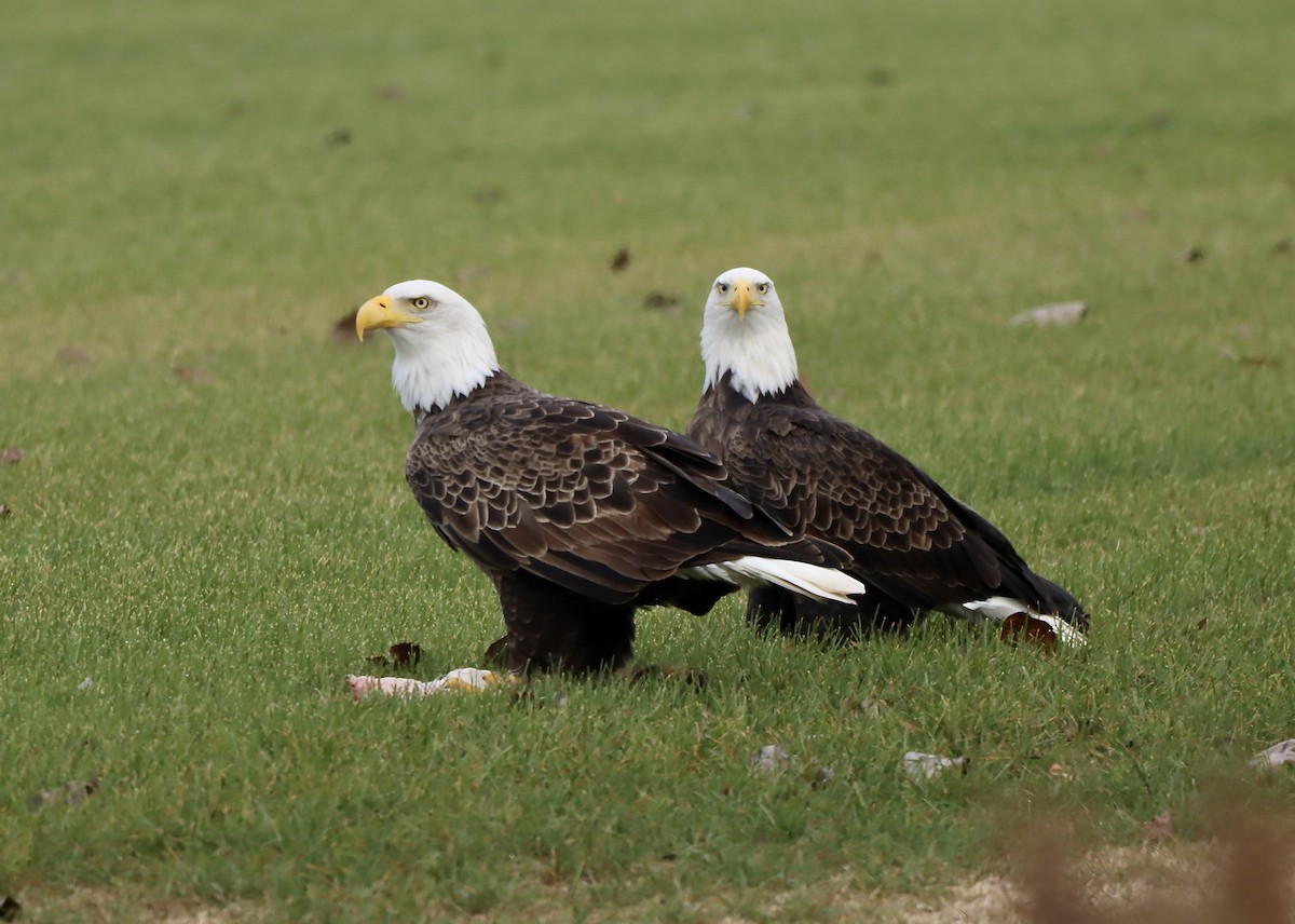 Bald Eagle - ML644101541