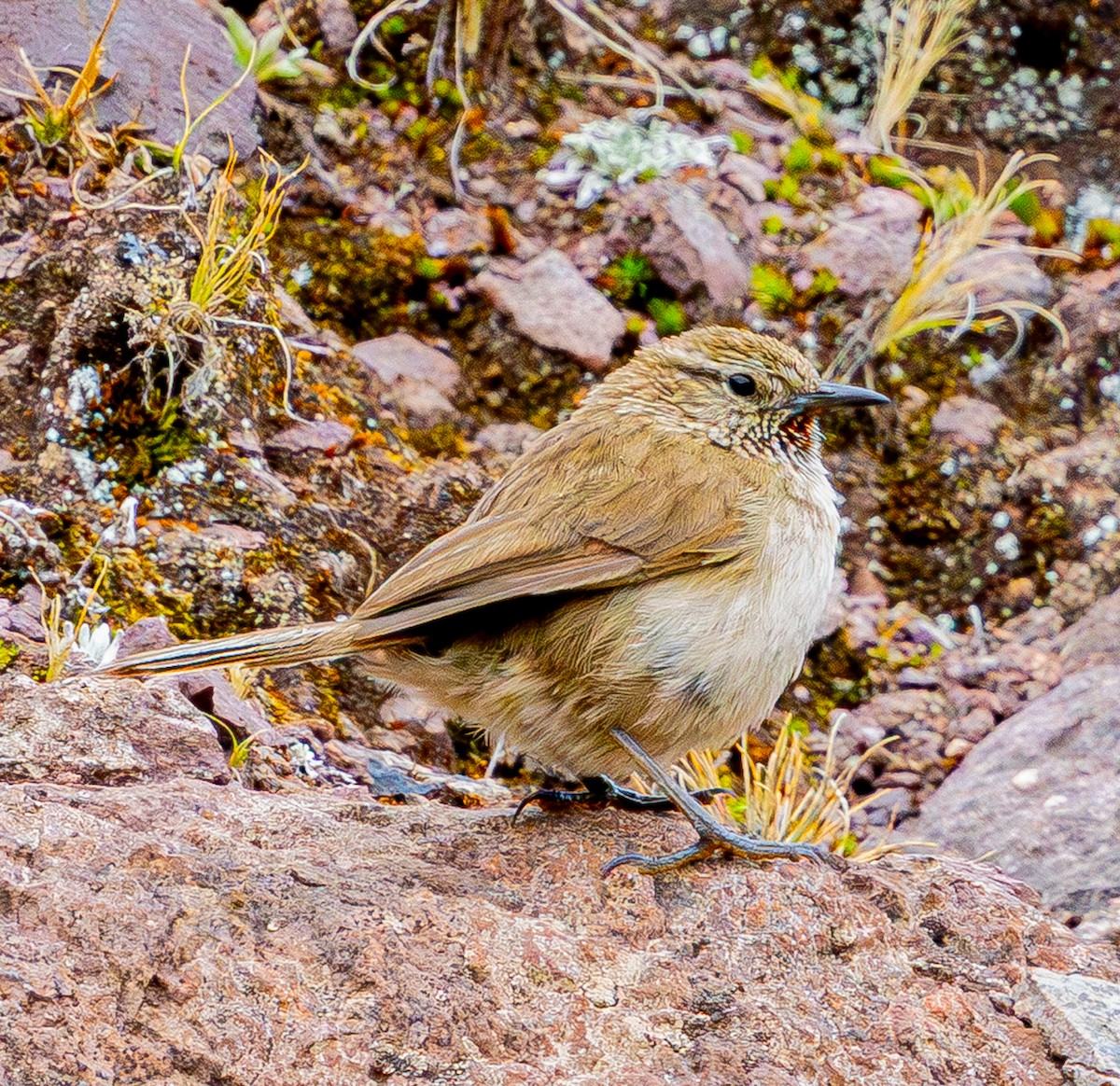 Streak-throated Canastero - ML644101548