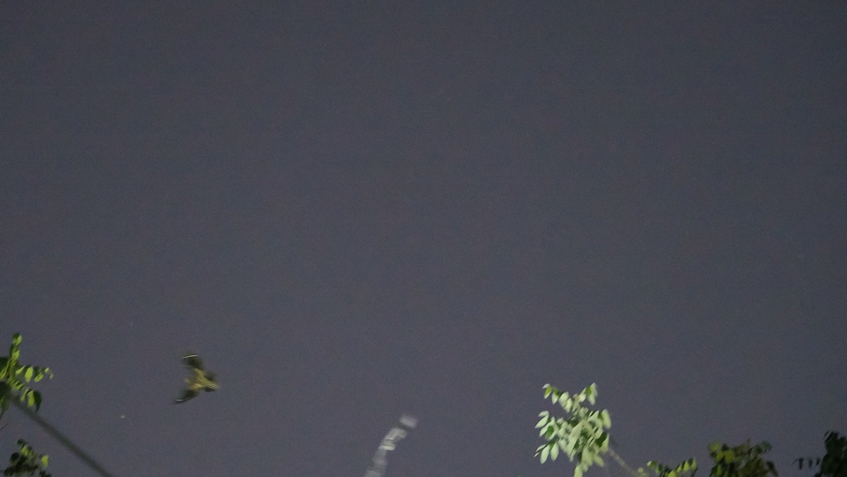 Diabolical Nightjar - ML644101549