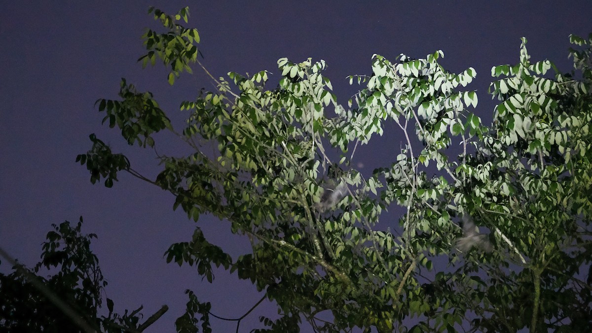 Diabolical Nightjar - ML644101550