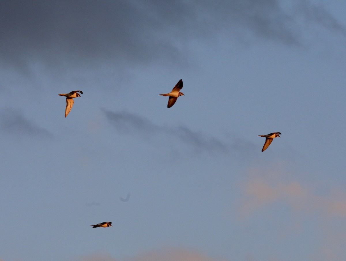 Killdeer - ML644101560