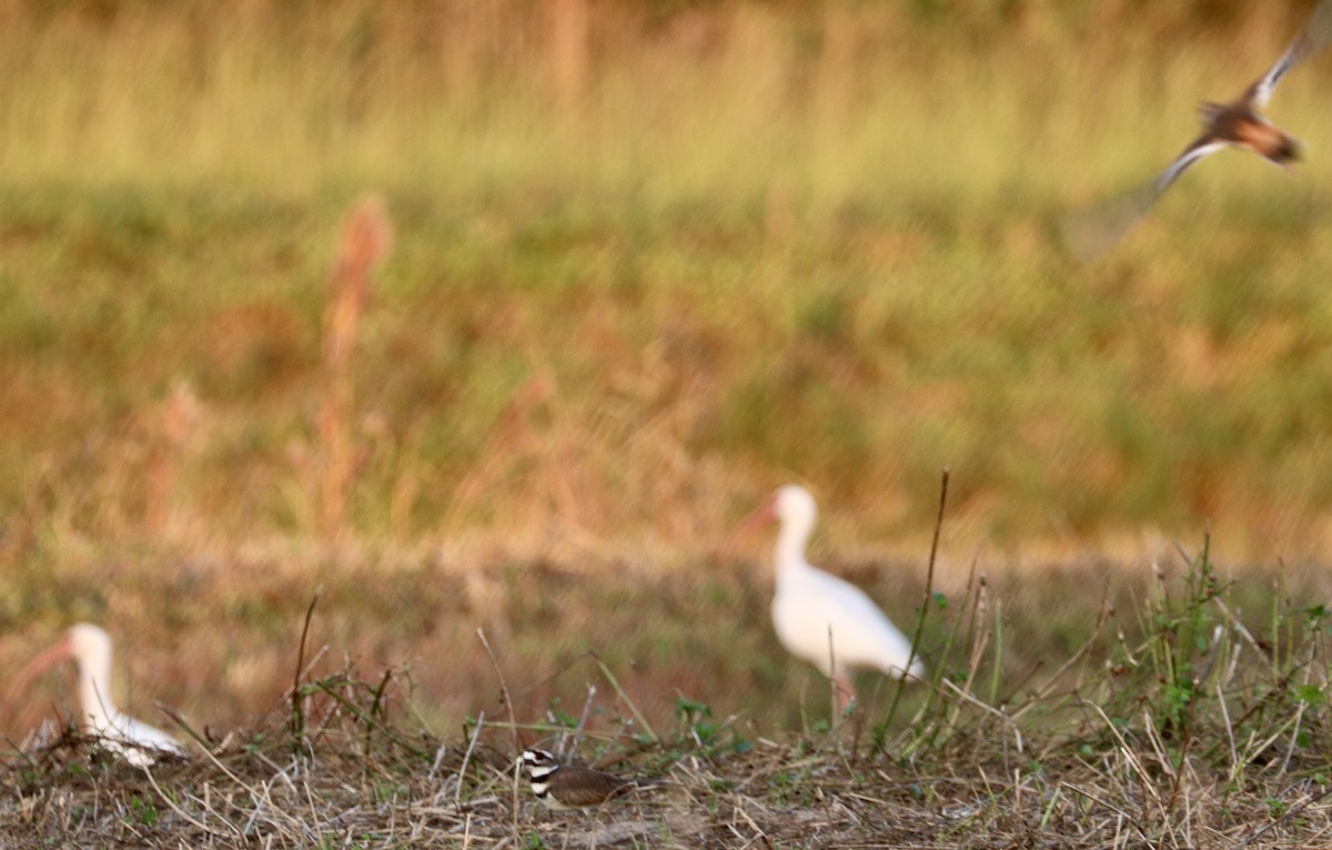 Killdeer - ML644101573