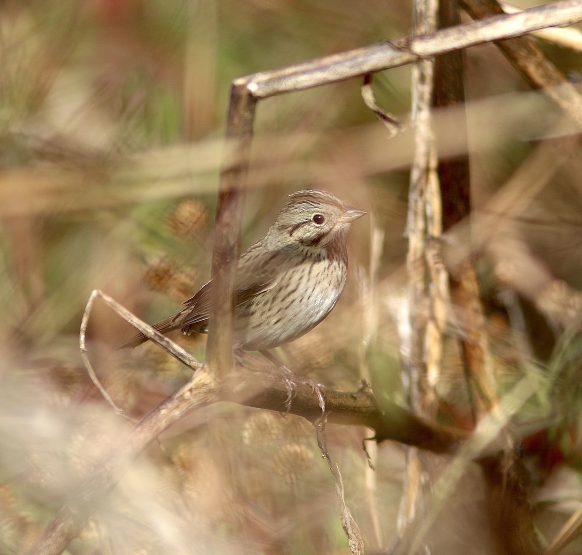 Lincoln's Sparrow - ML644101574