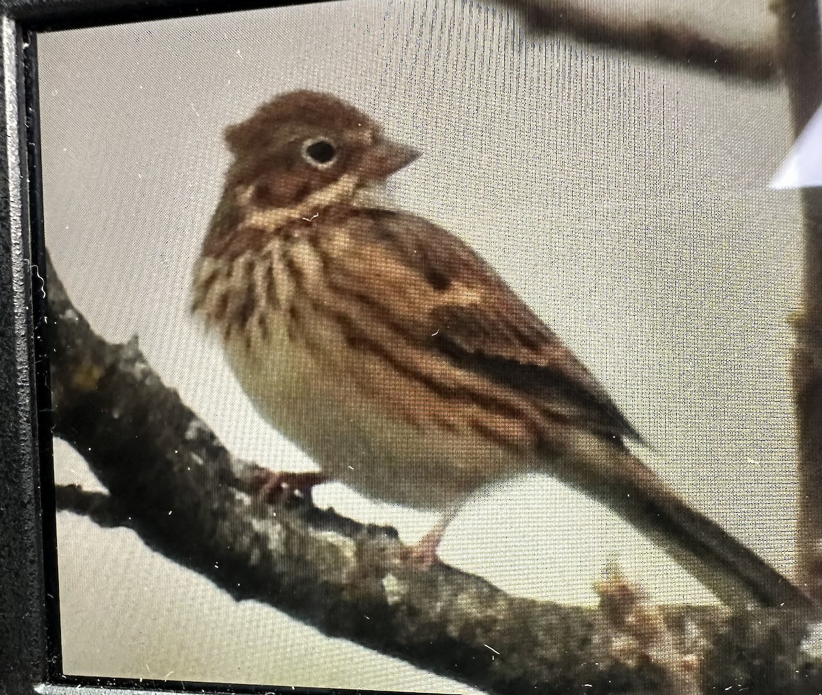 Vesper Sparrow - ML644101578