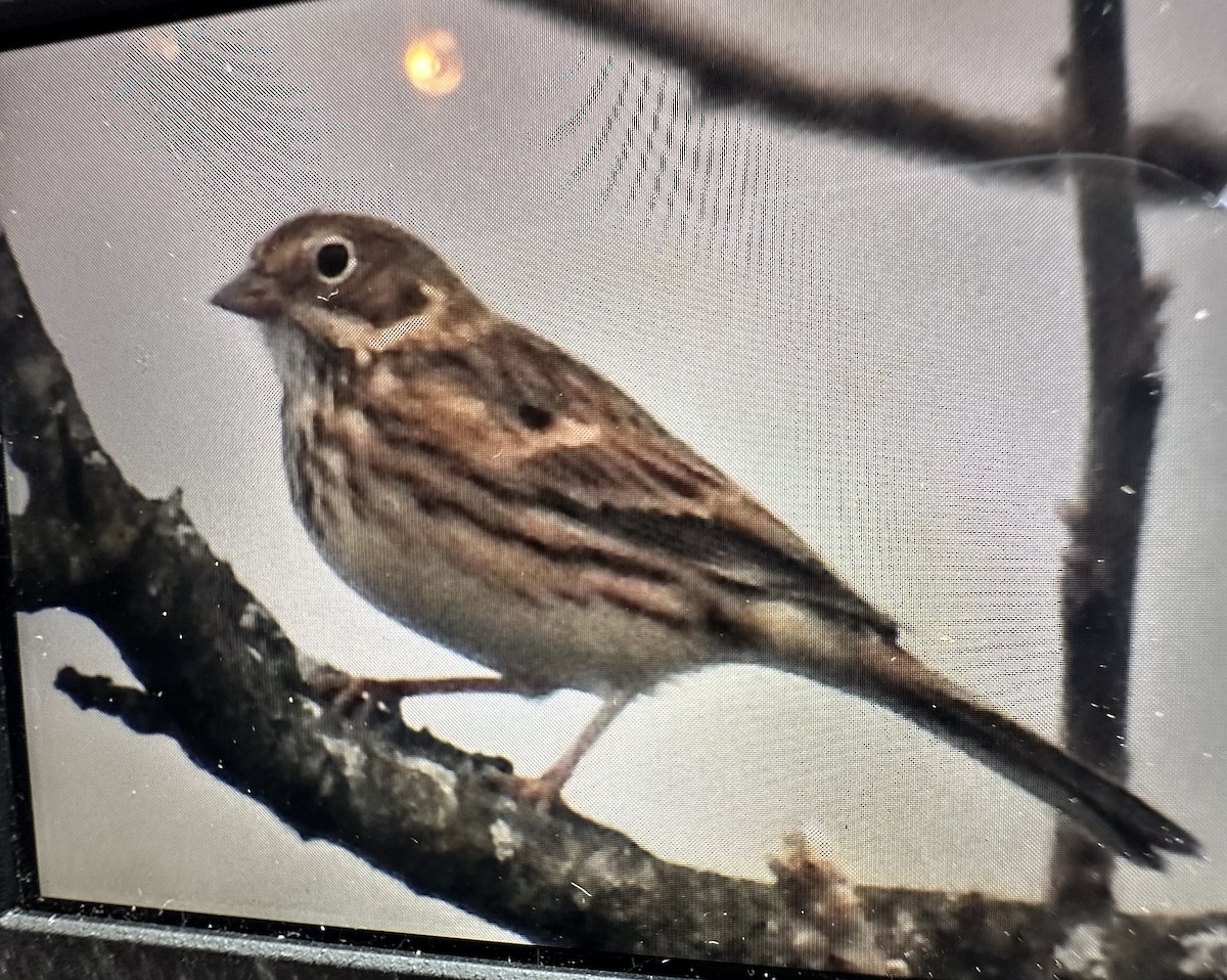 Vesper Sparrow - ML644101579