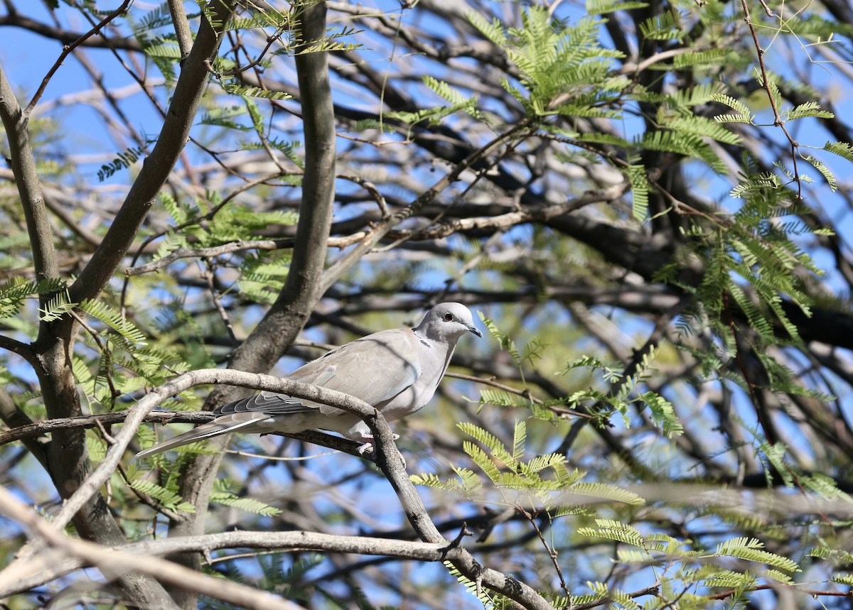 Eurasian Collared-Dove - ML644101597