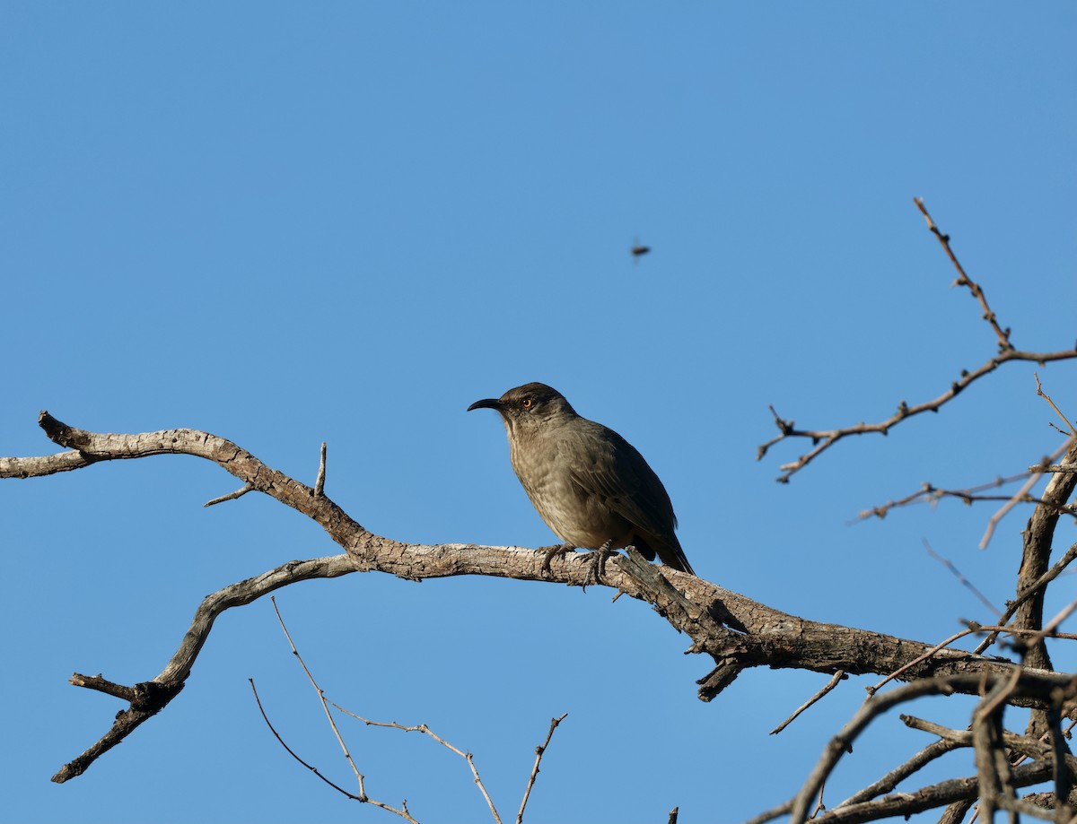 Curve-billed Thrasher - ML644101619