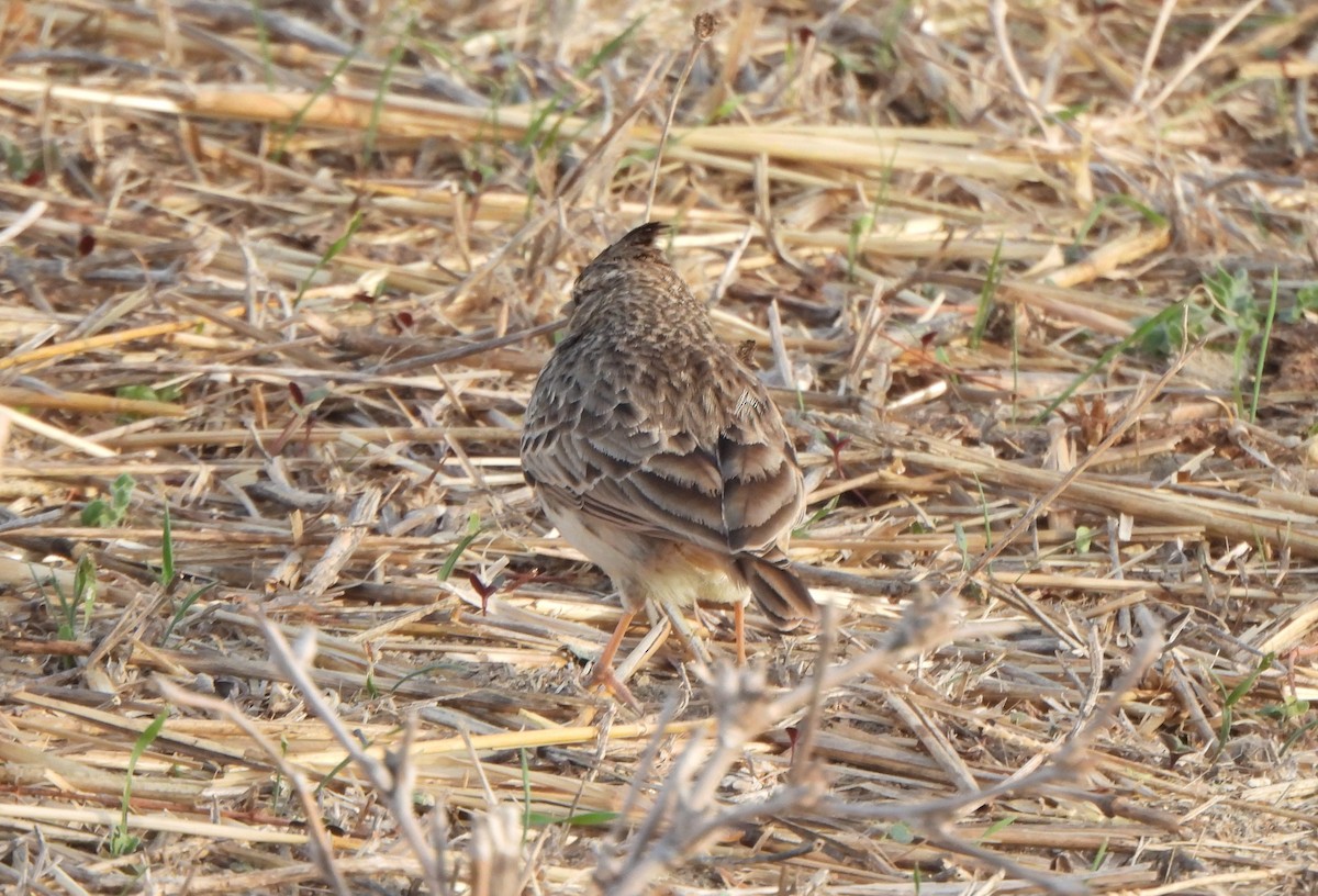 Thekla's Lark - ML644101621