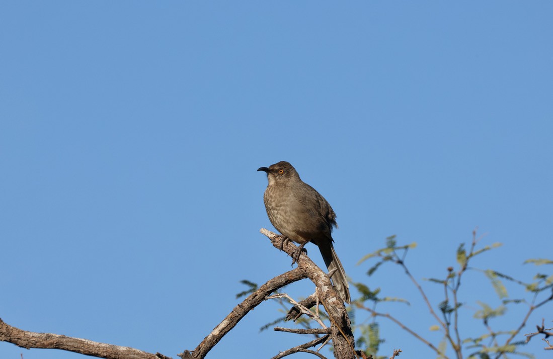 Curve-billed Thrasher - ML644101622
