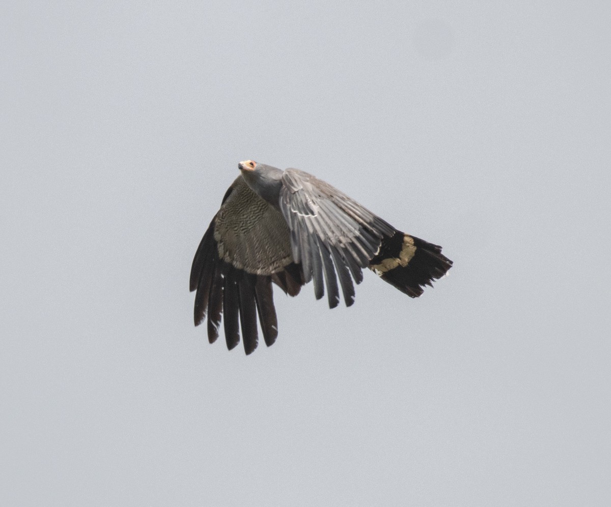 African Harrier-Hawk - ML644101623