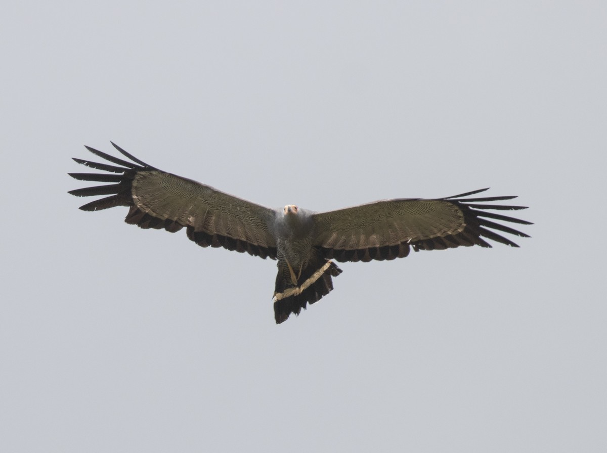 African Harrier-Hawk - ML644101627