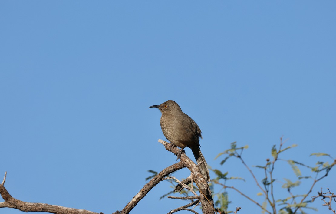 Curve-billed Thrasher - ML644101628