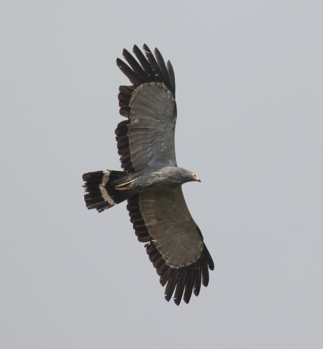 African Harrier-Hawk - ML644101632